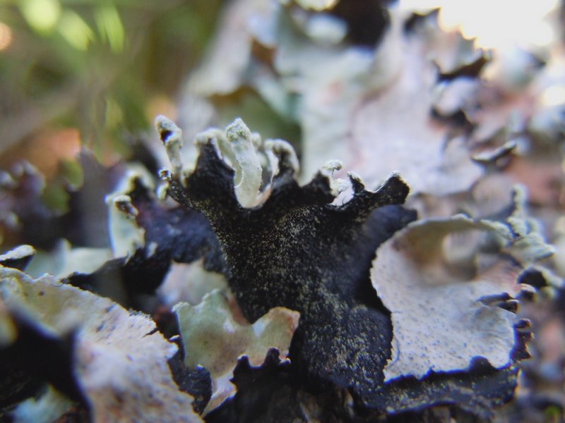tra le dune di Porto Liscia ( Santa Teresa Gallura)